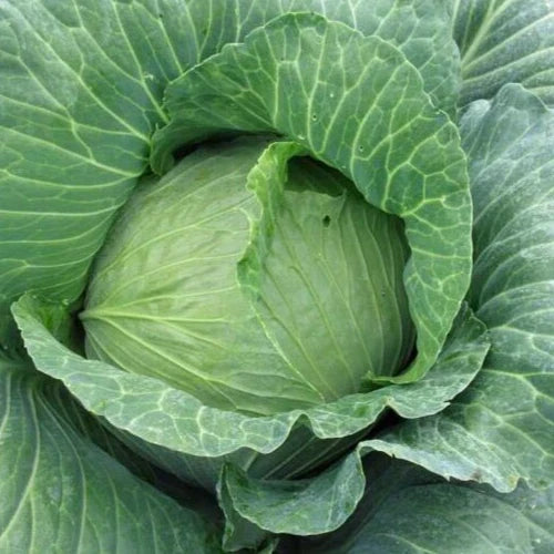 Early Round Dutch Cabbage Seeds 2g Brassica oleracea Compact, Pest-Resistant, Non-GMO for Home Garden, Spring & Fall Planting