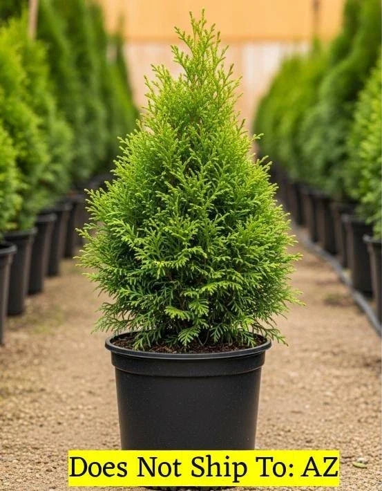 Evergreen Junior Giant Thuja Tree 2-3 ft, Fast Growing Outdoor Garden Plant, Thuja plicata, Privacy Screen, Hedge, Landscaping