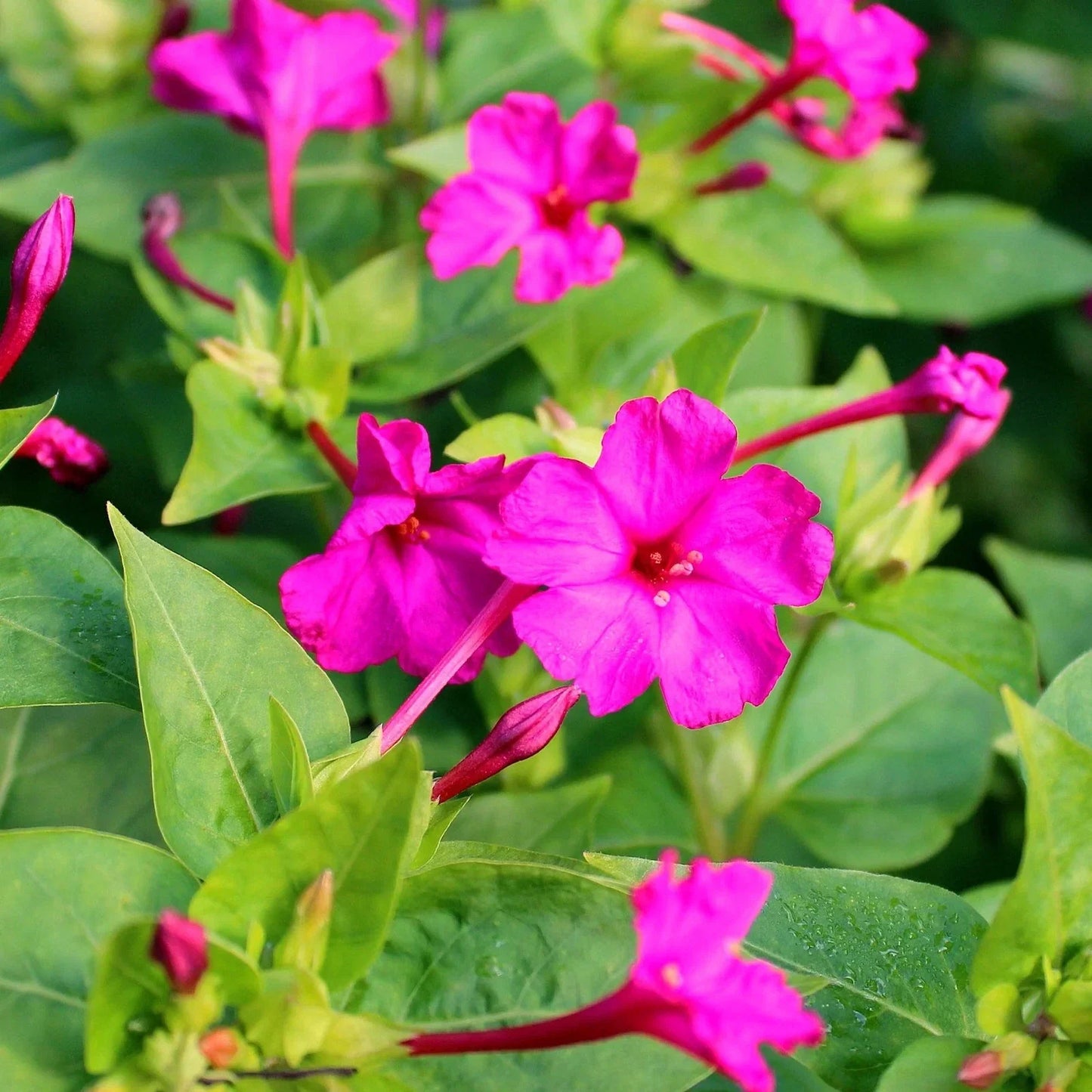 Pink Four O'Clock Seeds - Mirabilis Jalapa - Vibrant Pink Flowers for Garden, Border & Container Planting