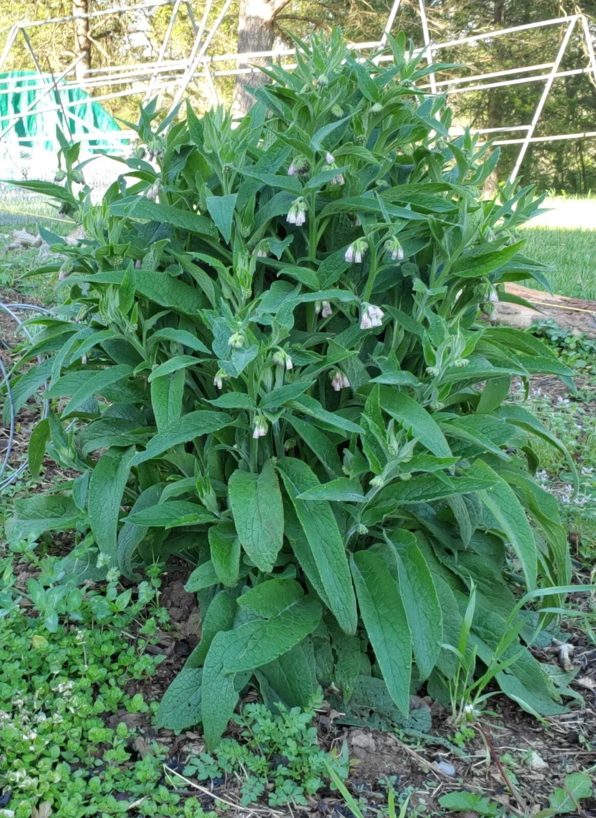 Bocking #4 Russian Comfrey Root Cuttings Live Plants Non-invasive Soil Enrichment Free Shipping