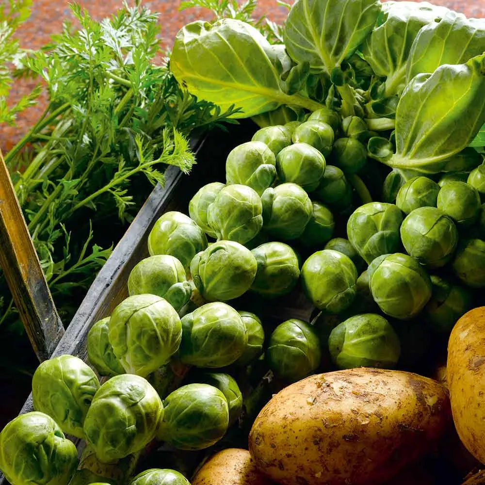 Brussels Sprouts Seeds 500+ Nelson F1 Non-GMO Brassica oleracea Vegetable Seeds for Home Gardening