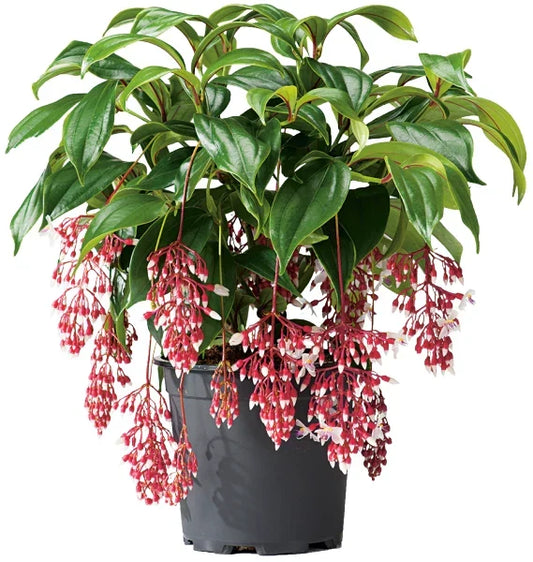 Medinilla Plant Starter - Rare Magnifica Variety - Live Rooted Tropical Indoor Plant - Elegant Foliage for Home Decor