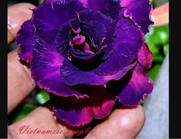 Desert Rose Seedling 4-6 Inches Purple Adenium Obesum Rooted Plant Drought Tolerant Succulent Garden Indoor