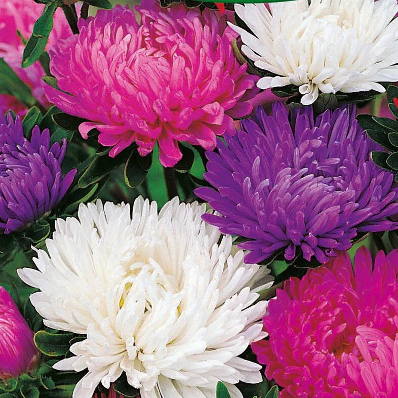 Giants of California Aster Seeds | Non-GMO Perennial Pack | Vibrant Purple & Blue Flowers | Aster chilensis Seed Pack