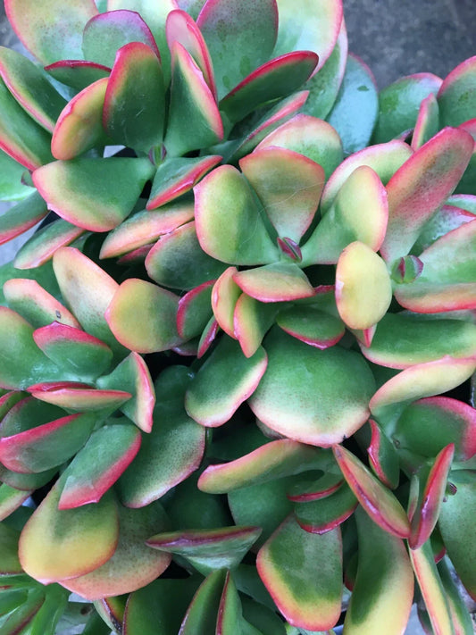 Jade Plant Cutting - Crassula ovata 'Hummel's Sunset' - Colorful Perennial Succulent for Indoor and Outdoor Gardens