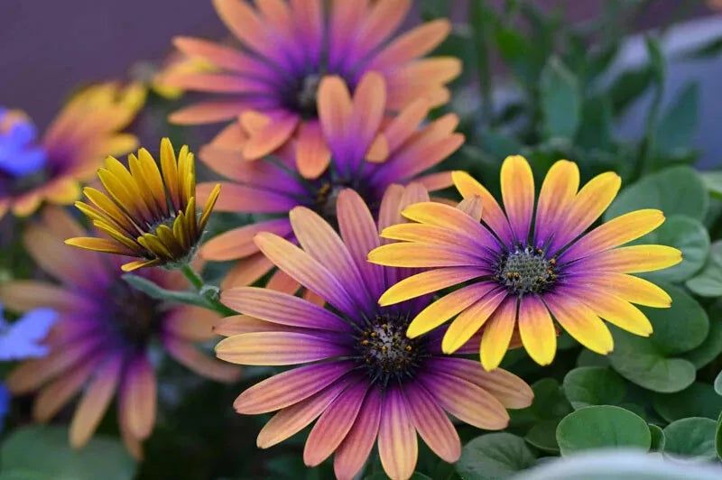 Cape Daisy Seeds - 200+ Osteospermum ecklonis Purple & Yellow Flower Seeds for Garden Planting