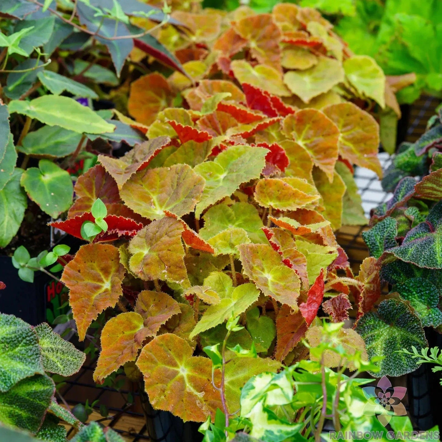 Autumn Begonia Seeds - 25+ Pack for Garden Planting - Begonia tuberhybrida - Vibrant Fall Blooms for Borders & Containers