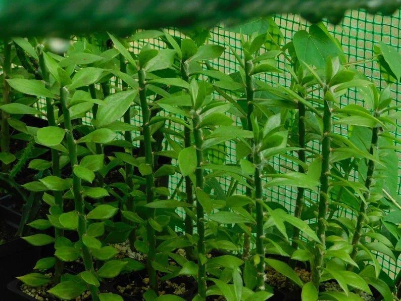 Pereskiopsis spathulata Grafting Stock Cactus Cuttings – 5 Pack, 6-inch for Propagation and Grafting, Succulent Plant Material