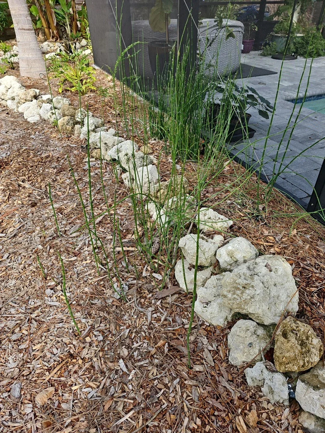 Equisetum Fluviatile Water Horsetail Live Plant – 4 pcs Root for Aquascaping Aquarium & Koi Pond Ecosystem