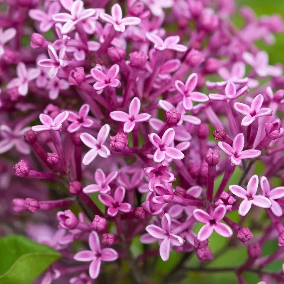 Periwinkle Lilac Seeds, Fragrant Syringa vulgaris, Perennial Flower, Garden Plant, 25 Seeds Pack