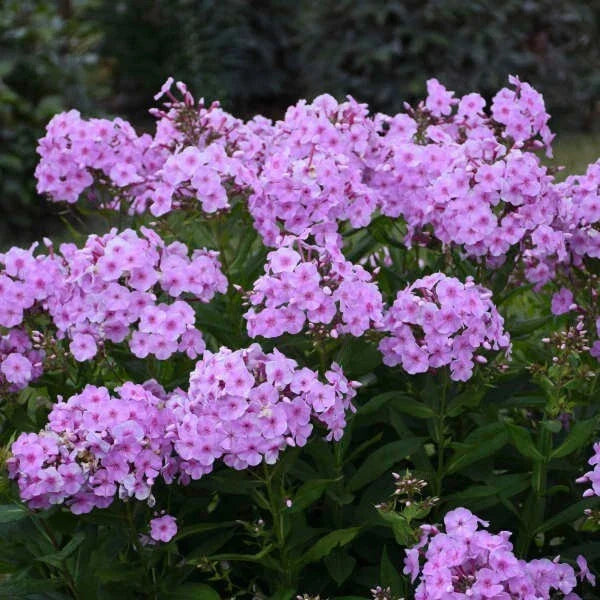 Uptown Girl Phlox Seeds - 100+ Pink & White Flower Seeds for Garden Beds, Borders, Containers - Phlox paniculata