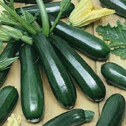 Organic Black Beauty Zucchini Seeds - Cucurbita pepo - 25 Non-GMO Seeds for Vegetable Garden and Container Planting