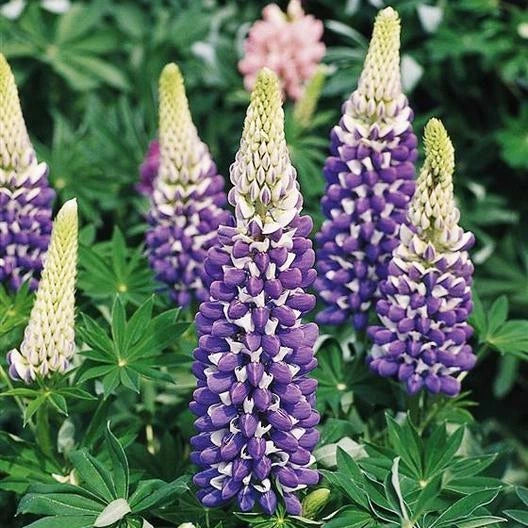 Russell Lupine Seeds Purple The Governor Non-GMO Perennial for Hummingbird and Butterfly Attraction, Lupinus polyphyllus, 20 Seeds
