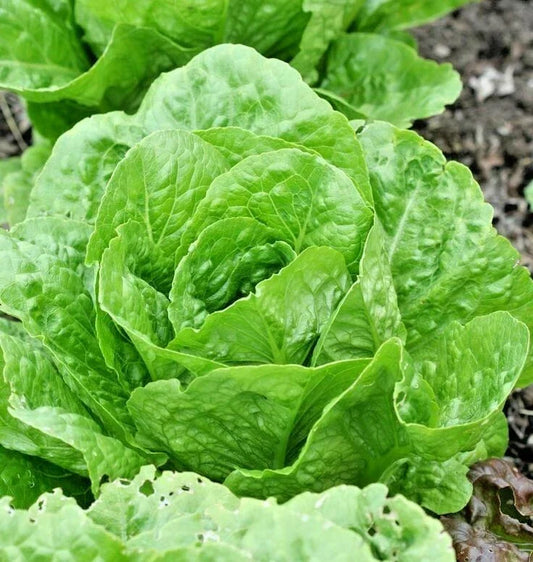 Organic Paris Island Cos Romain Lettuce Seeds - Heirloom, Non-GMO, 600+ Seeds for Spring & Fall Garden, Container, Salad Greens, Lactuca sativa