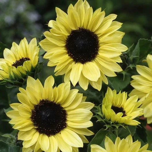 Sunflower Seeds Pack of 100 Non-GMO MOONSHINE Pale Yellow Cut Flowers for Pollinators Helianthus annuus