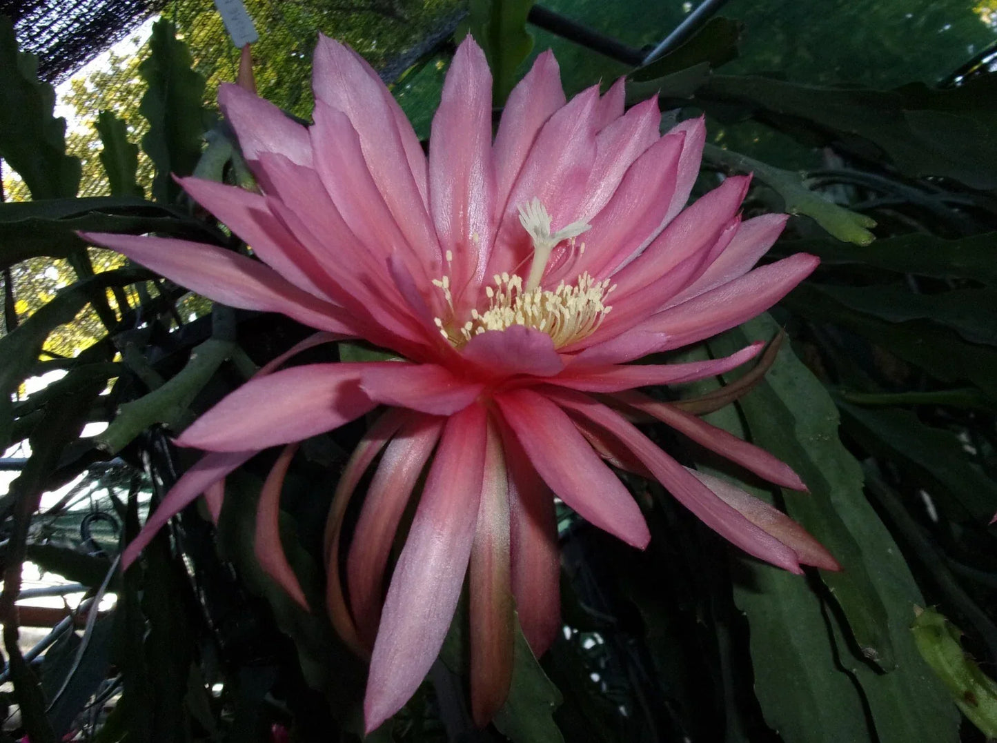 Epiphyllum Orchid Cactus Cutting – Fusa Nakanishi Variety – Rare Tropical Plant for Home Garden