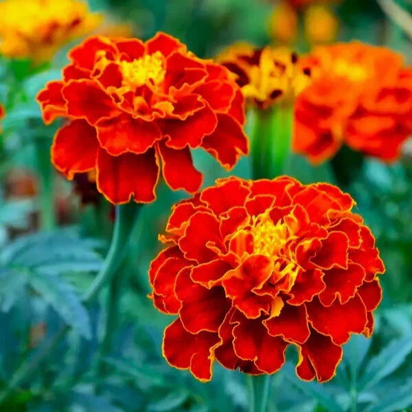 Red Cherry Marigold Seeds Pack | Tagetes erecta | Vibrant Red Flowers for Garden Beds & Containers