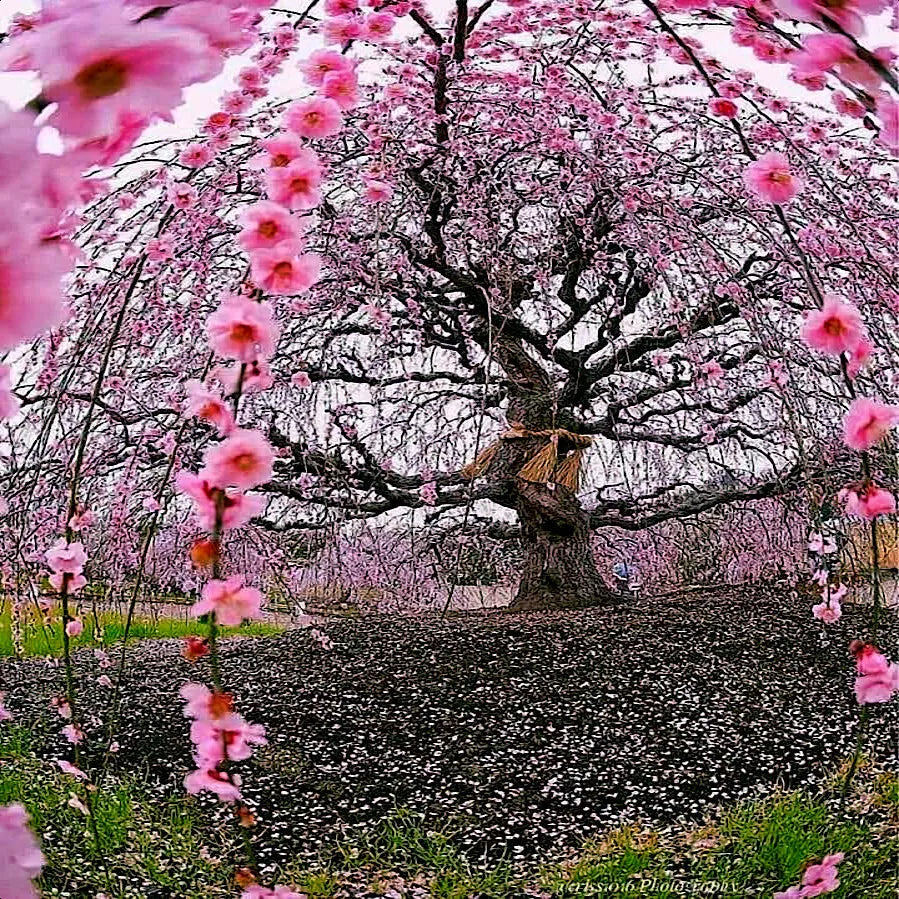 Weeping Sakura Cherry Blossom Tree Seeds | Prunus serrulata 'Pendula' | Pink Flowers | Hardy, Fast-Growing, Deciduous Plant