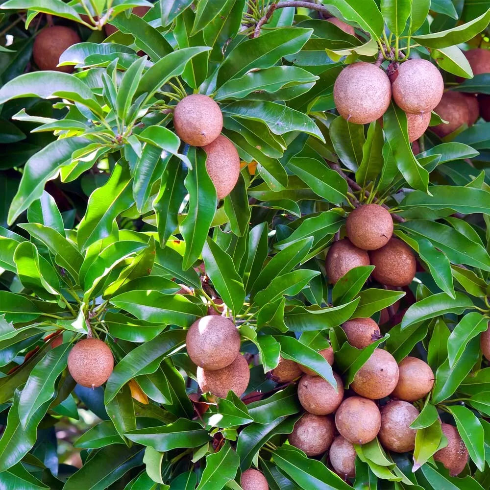Sapodilla Tree Seeds Pack of 10 | Manilkara zapota | Tropical Brown Sugar Fruit | Evergreen Deciduous Tree for Planting