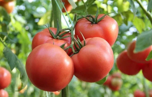 Large Red Tomato Seeds – Heirloom Solanum lycopersicum – Juicy, Flavorful, Non-GMO Seed Packet for Home Gardens & Containers