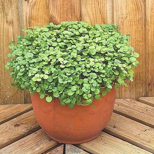 Organic Watercress Seeds 2001+ for Indoor Sprouts & Container Herb Nasturtium officinale