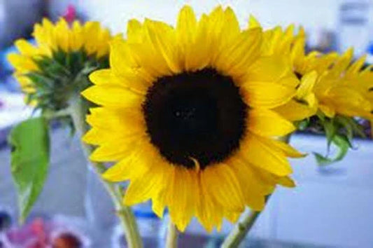 Mammoth Grey Stripe Sunflower Seeds Pack of 25+ Helianthus annuus for Tall, Pollinator-Attracting Garden Blooms