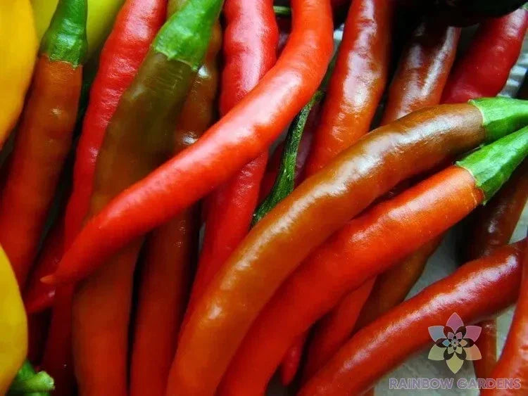 Kung Pao Hot Pepper Seeds - 25+ Pack, Capsicum annuum, Heirloom, Spicy Garden Planting, Full Sun, Annual, 18-24 inches