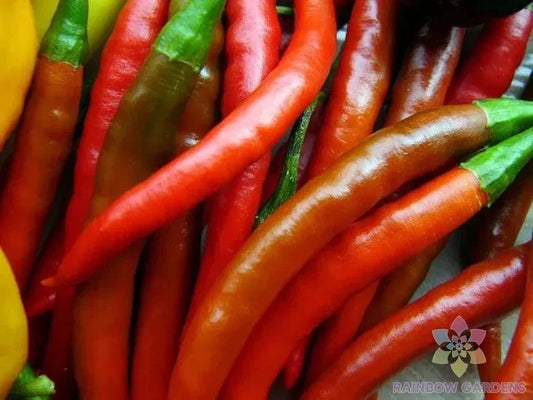 Kung Pao Hot Pepper Seeds - 25+ Pack, Capsicum annuum, Heirloom, Spicy Garden Planting, Full Sun, Annual, 18-24 inches