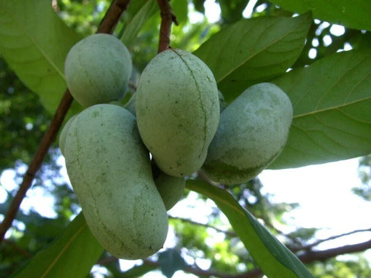 Live Pawpaw Plant Seedling 6-inch Asimina triloba Rooted Tree for Garden or Container