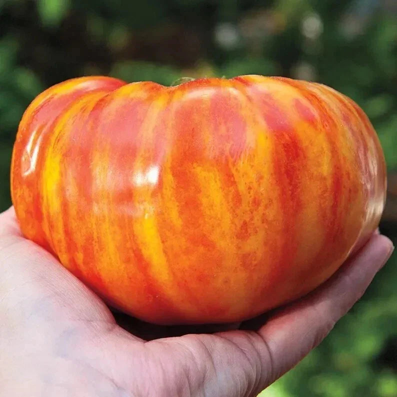 Big Rainbow Tomato Seeds - Heirloom Organic Non-GMO, Colorful Solanum lycopersicum, 120+ Seeds for Fresh Salads & Sauces