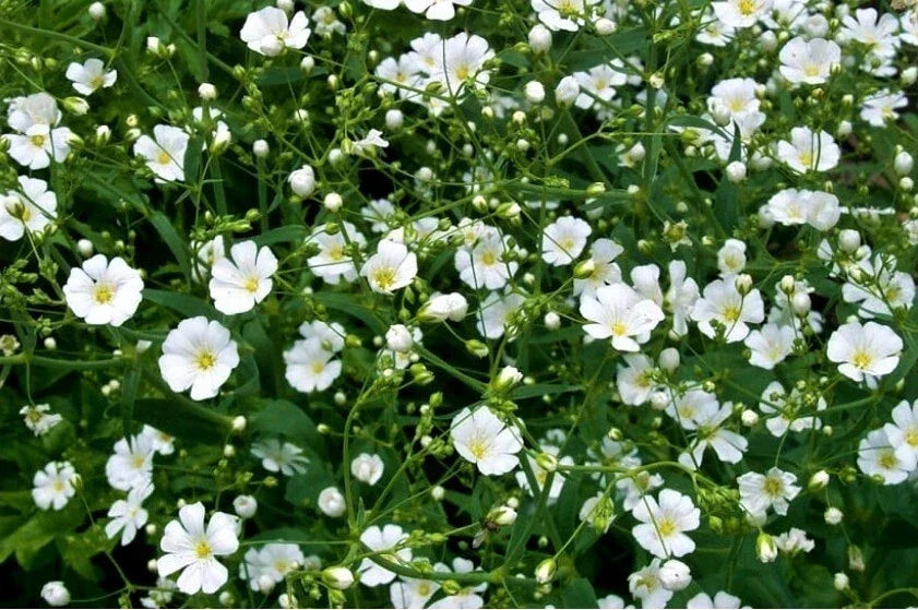 Baby's Breath Seeds - 200+ Count - White Gypsophila paniculata Annual Flowers for Garden & Cut Arrangements