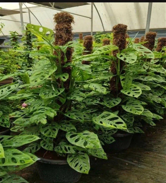 Monstera Adansonii Rooted Cutting | Rare Exotic Indoor Houseplant | Tropical Foliage for Home Decor