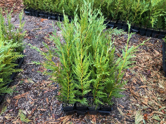 Leyland Cypress Trees 12"-18" in Pots, Fast-Growing Evergreen for Privacy Screens, Windbreaks, Cupressocyparis leylandii, Box of 25
