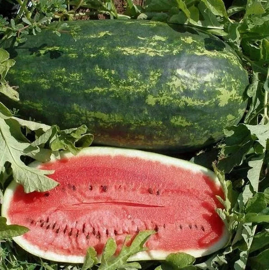Kleckley's Sweet Watermelon Seeds - Heirloom Citrullus lanatus - Large, Juicy, Super Sweet, Pack of 25+ Seeds