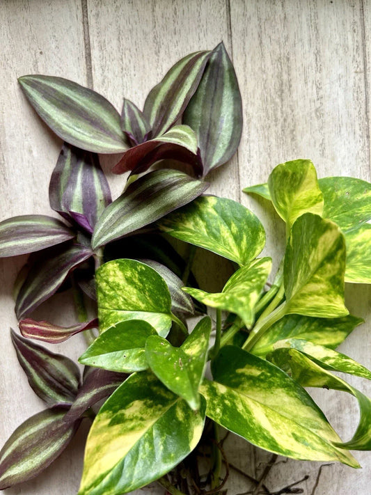 Live House Plant Cuttings - 20 Rooted Pothos & Wandering Jew - Epipremnum aureum & Tradescantia zebrina for Indoor Decor