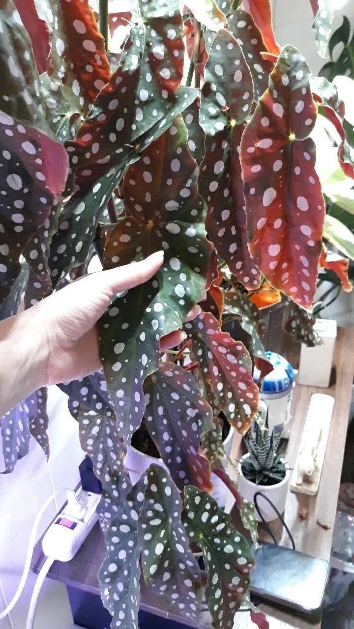 Polka Dot Begonia Live Rooted Cuttings – 2 Large Begonia Maculata Indoor Plants – Rare Houseplant for Indoor Gardening
