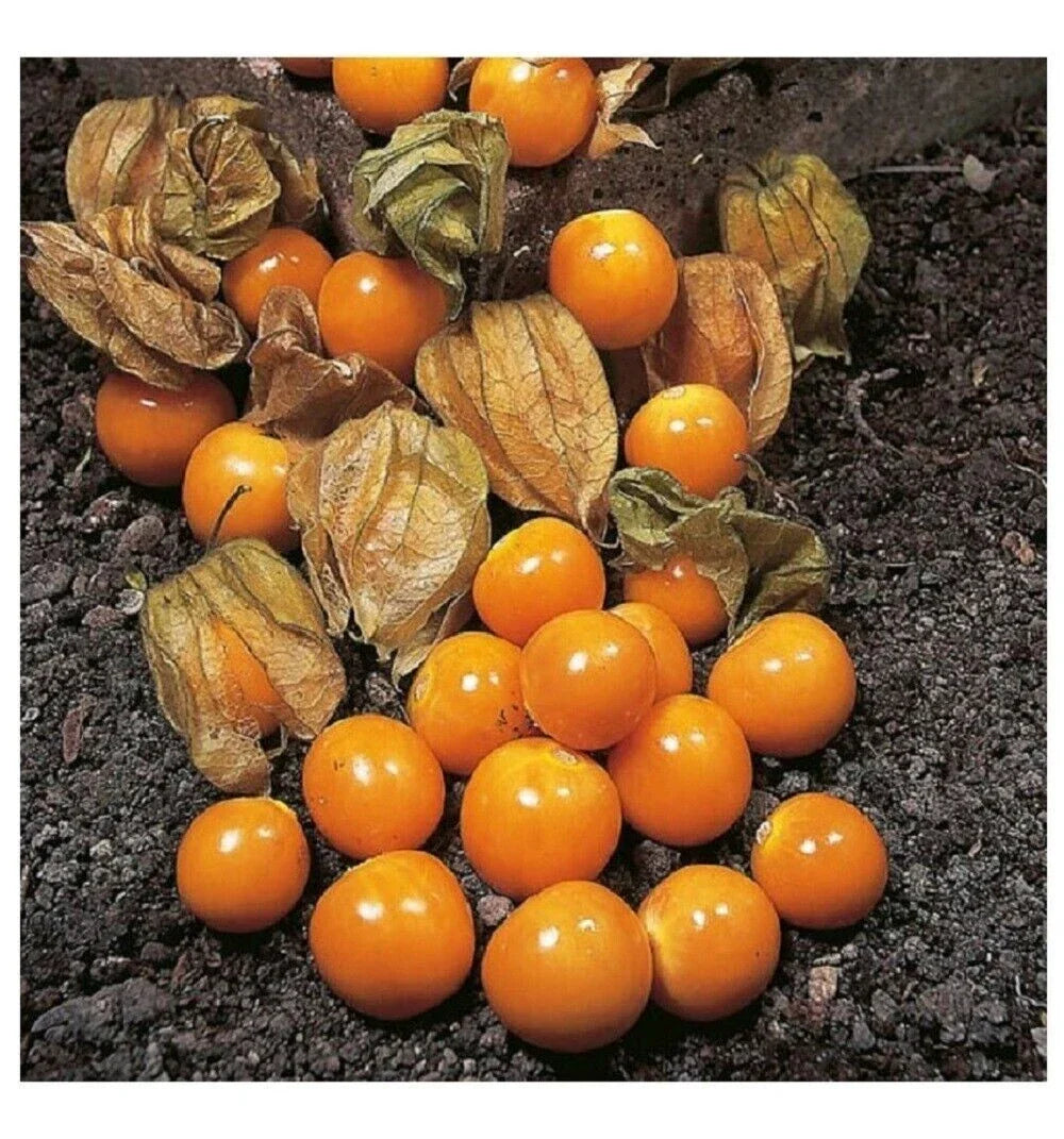 Cape Gooseberry Seeds - Heirloom Physalis peruviana Fruit, Ground Cherry, Tomatillo, 50+ Seeds for Home Gardening