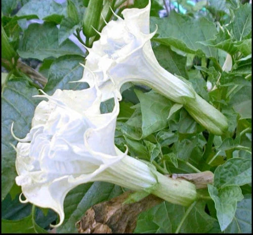 10 Pearl White Angel Trumpet Seeds - Brugmansia spp. Flower Seeds for Garden, Fragrant, Tropical, Easy to Grow, USA Grown