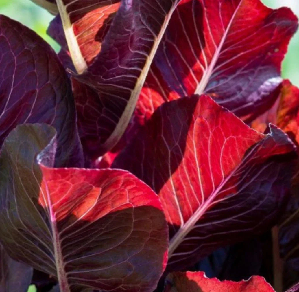 Super Red Romaine Lettuce Seeds - 500+ Non-GMO Lactuca sativa Salad Greens for Home Gardens