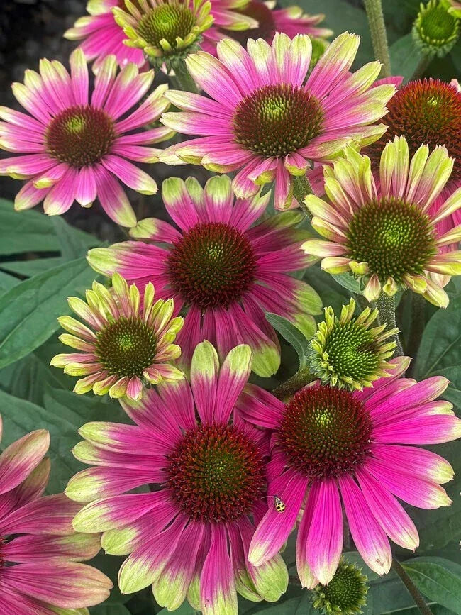 Sweet Sandia Coneflower Seeds - 200+ Pack - Echinacea purpurea - Garden Seeds for Pollinator Attracting, Easy to Grow, USA Grown