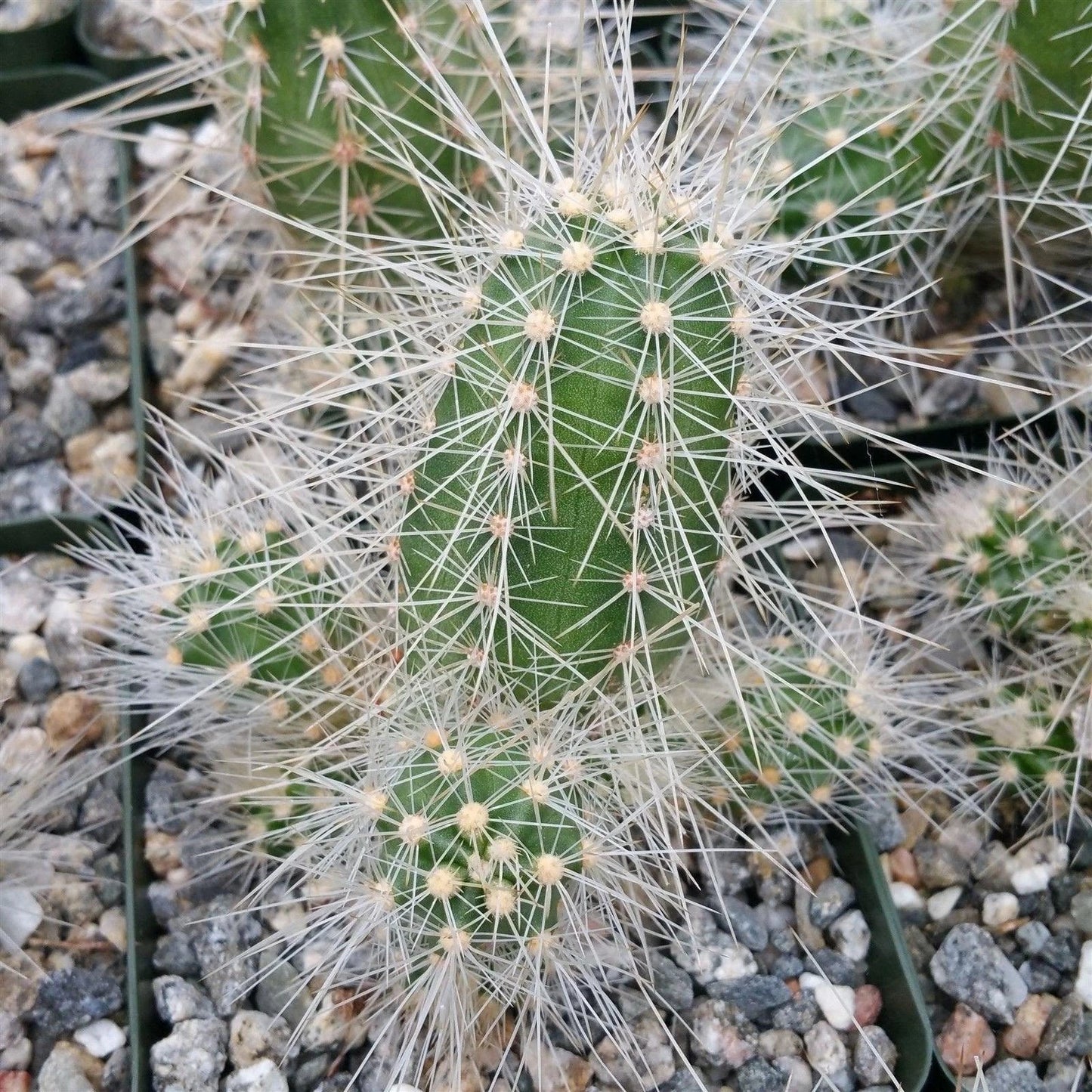 Live Echinocereus rayonensis Cactus Plant - Succulent in 4-Inch Pot, Unique Spines, Drought-Resistant Indoor/Outdoor Decor