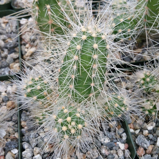 Live Echinocereus rayonensis Cactus Plant - Succulent in 4-Inch Pot, Unique Spines, Drought-Resistant Indoor/Outdoor Decor