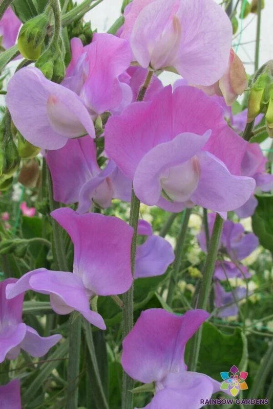Oyama Bicolour Sweet Pea Seeds - 50+ Premium Lathyrus odoratus Climbing Flowers for Garden, Fences, and Cut Flowers
