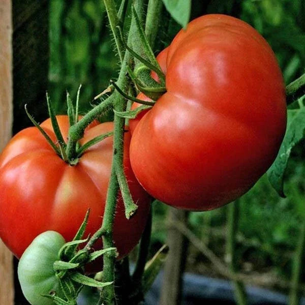 Burpee Big Boy Tomato Seeds - 30+ Organic Non-GMO Hybrid Solanum lycopersicum for Large Juicy Tomatoes