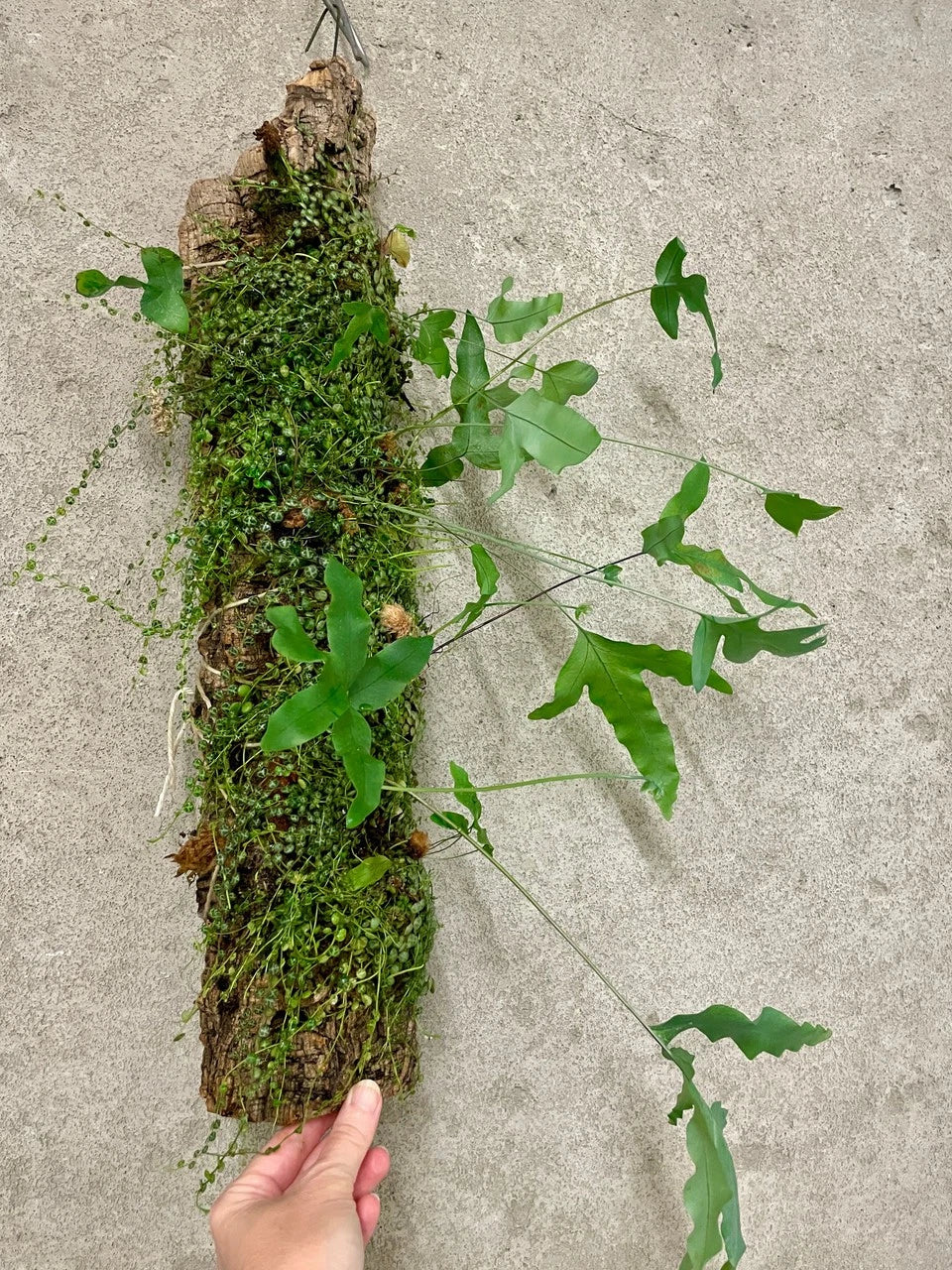 Jungle Log Garden - Peperomia & Rabbits Foot Fern | Unique Plant Display | SapphireChild Orchids