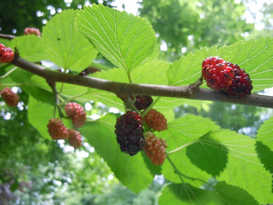 Organic Mulberry Tree Leaves for Shrimp & Caterpillar Food, 20 Fresh Morus nigra Leaves, Red/Black Variety