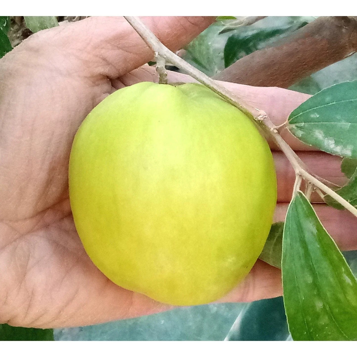 Taiwan Green Jujube Tree Cutting 10" Graft, Juicy Sweet Ziziphus jujuba, Fruit Tree for Garden and Orchard Cultivation