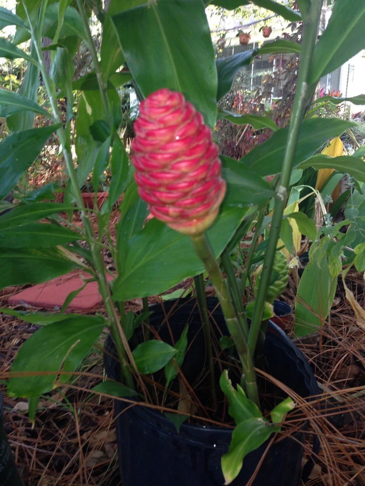 Shampoo Ginger Rhizomes 3 Pack - Pinecone Ginger Zingiber Zerumbet - Exotic Tropical Houseplant for Garden and Indoor Decor