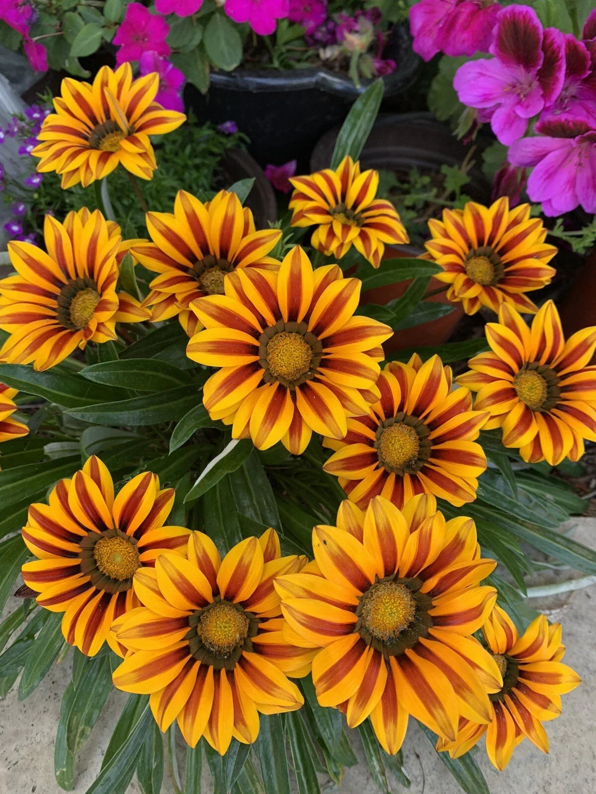 Gazania Rigens Plant in 4 Inch Pot – Vibrant Yellow and Red Flowers, Fully Established Roots, Drought-Tolerant, Sunny Garden, Container