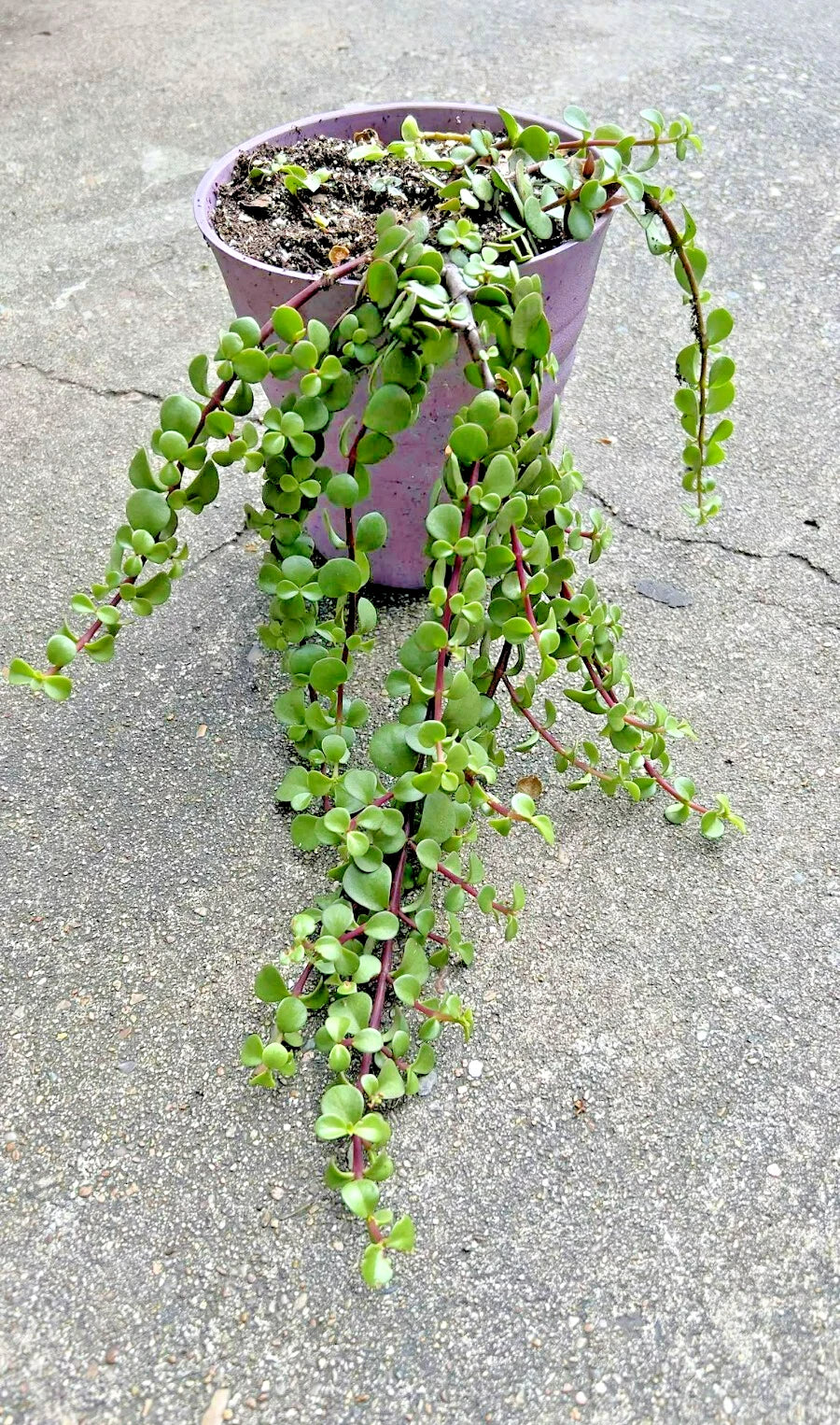 Rare Variegated Portulacaria Afra 'Aurea' Elephant Bush Succulent Bonsai 1 Gallon Indoor Plant